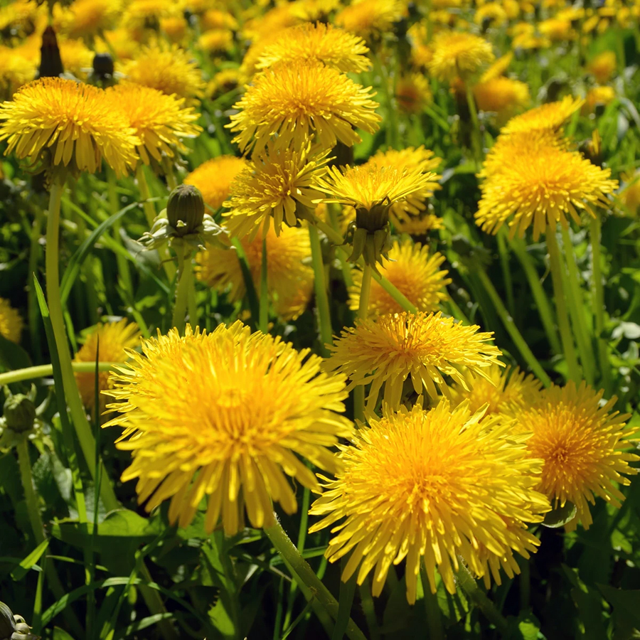 Bereite deinen eigenen Löwenzahn honig aus dem Thermomix